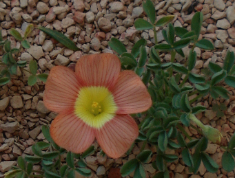 Oxalis obtusa 'Coppery Orange'
